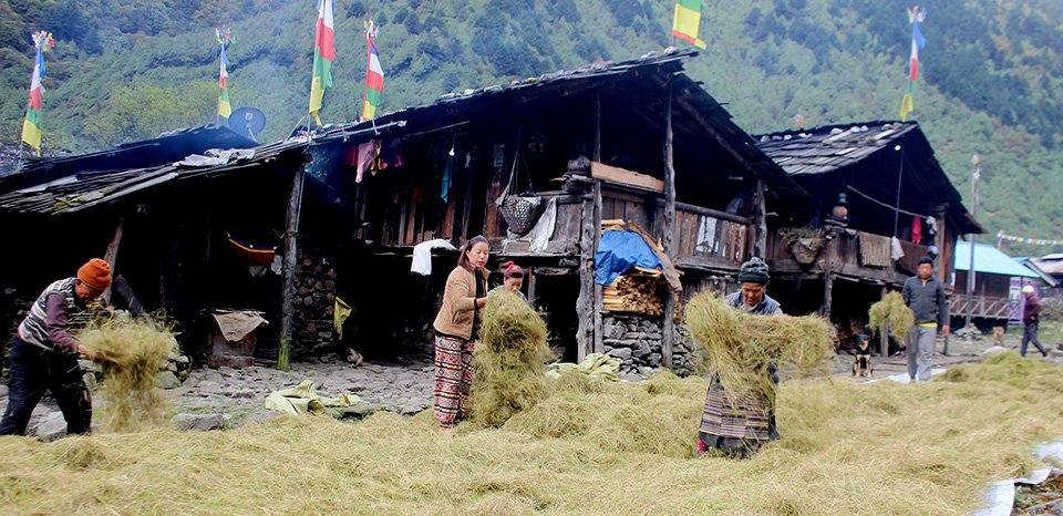 हिमाली गाउँमा याक र चौंरीको खुराक जोहो गर्ने चटारो