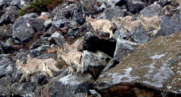 कञ्चनजङ्घा संरक्षण क्षेत्रमा नाउरको सङ्ख्या बढ्दो