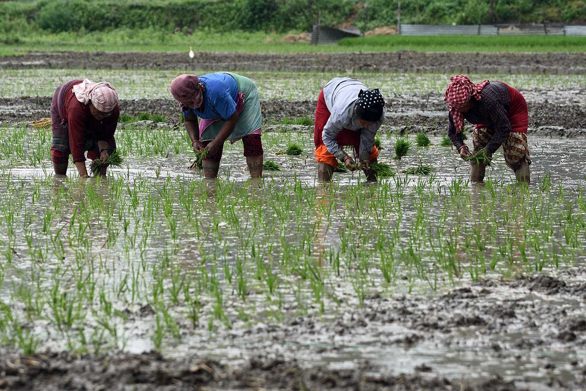 कोभिडका कारण साङ्केतिक रूपमा धान दिवस तथा रोपाइँ महोत्सव मनाइने