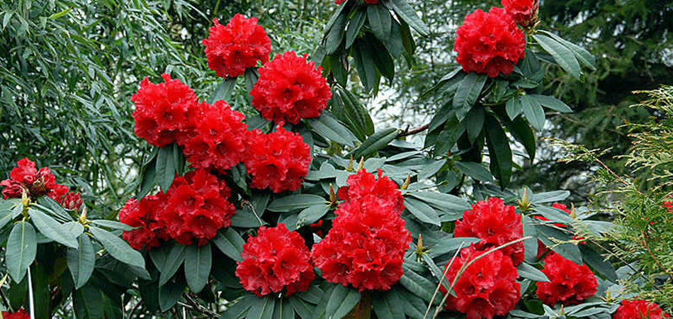 नेपालमा विश्वका १९३ राष्ट्रका राष्ट्रिय फूलको बगैँचा