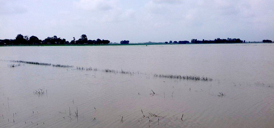 महली सागर बाँधका कारण नेपालीकाे खेत डुबानमा