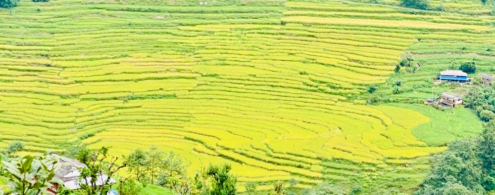 धानको बाला झुले खेतैमा !