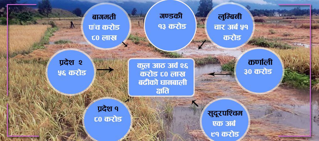 बेमौसमी वर्षाले सात प्रदेशमा आठ अर्बको क्षति, कहाँ कति ?