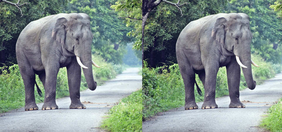 सात हात्तीले मच्चाए आतङ्क