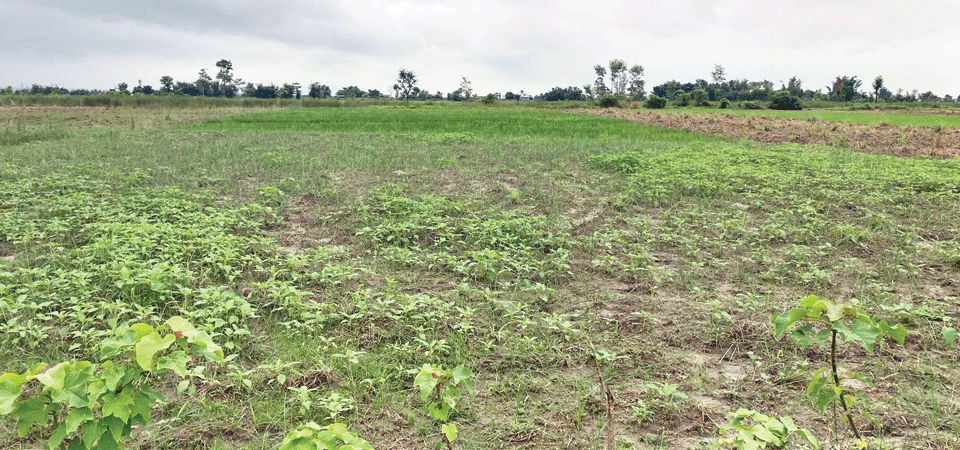 सुकुम्बासीको नाममा भूमाफियाको चलखेल