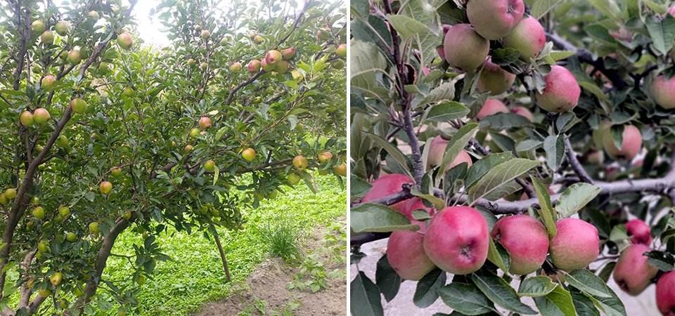 याे वर्ष लटरम्मै फले मार्फामा स्याउ, किसान दङ्ग