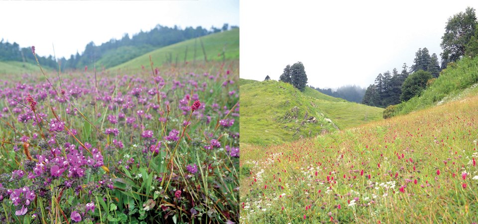फूलको घुम्टोमा खप्तड