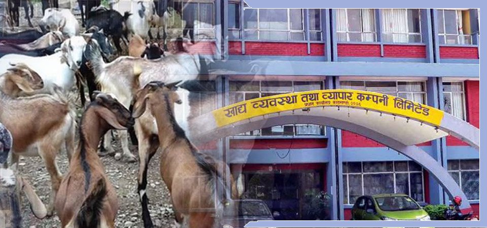 उपत्यकामा ६० हजार खसीबोका ल्याइँदै, च्याङग्रा एकहजार मात्र ल्याइने